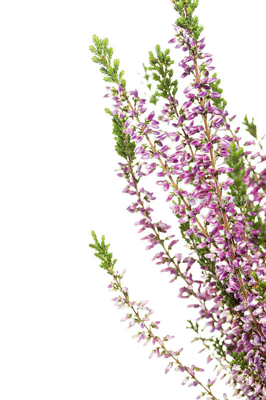 紫色石南花(Calluna vulgaris)